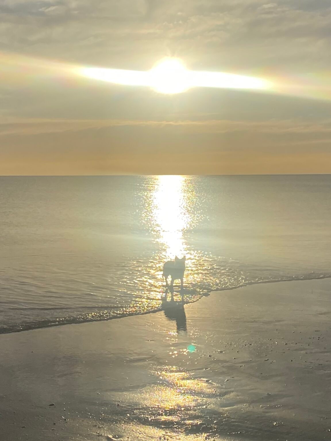 IMG_6223 🍉Watermelon Pet Cooling Mat | 3 HRS Continuous Relief | Foldable, Washable, Heat-Resistant PVC Dog Pad